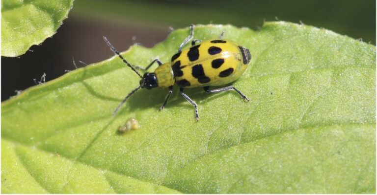 What It Means When You Spot Cucumber Beetles In Your Michigan Garden Debris
