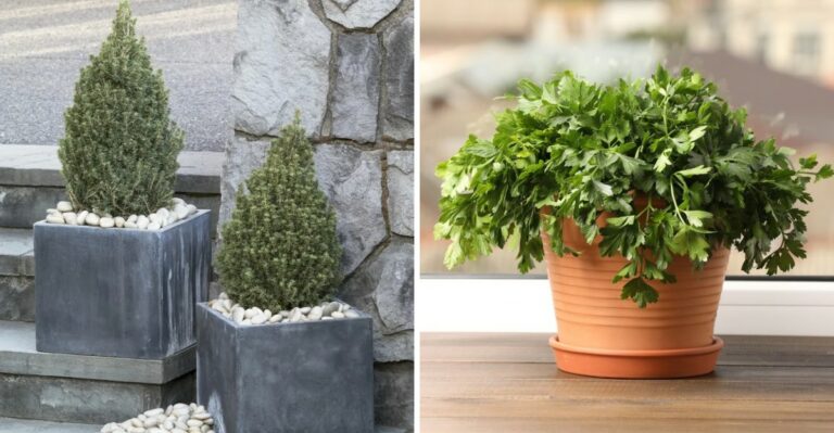 What Every Pennsylvania Gardener Should Plant In Containers Before Winter Nights Arrive
