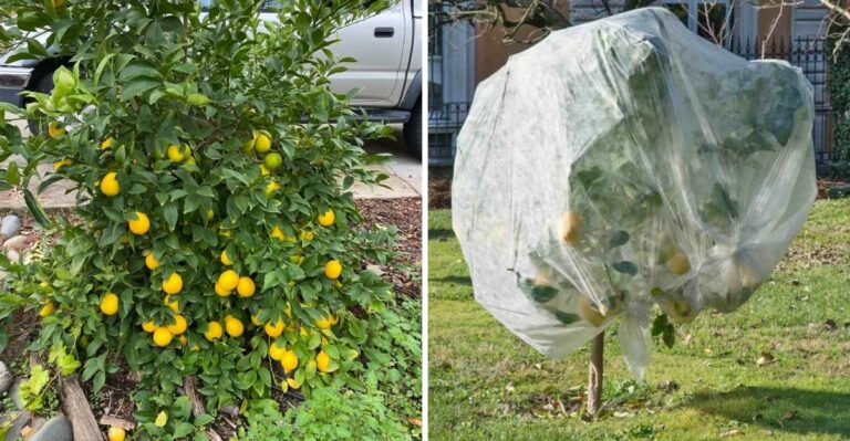 The One Thing California Citrus Owners Skip In Fall That Weakens Next Year’s Bloom
