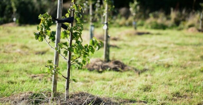 Trees Planted In October Get A Head Start In Missouri Yards Before Spring Arrives