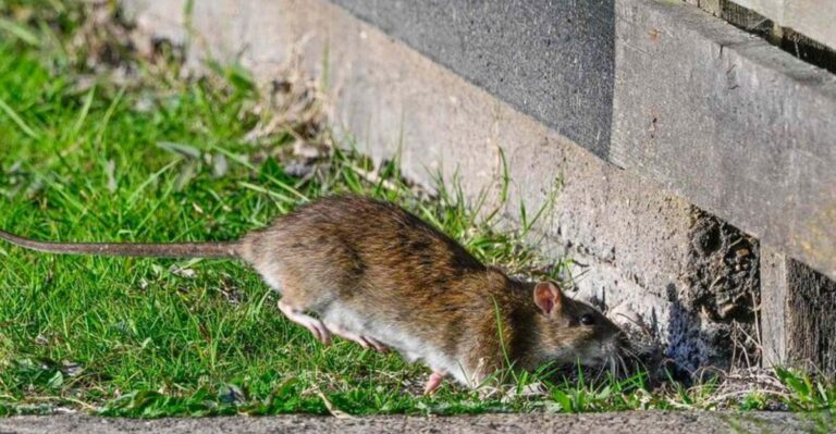 9 Warning Signs Of Rats In Your Yard Before They Move Into Your Michigan Home