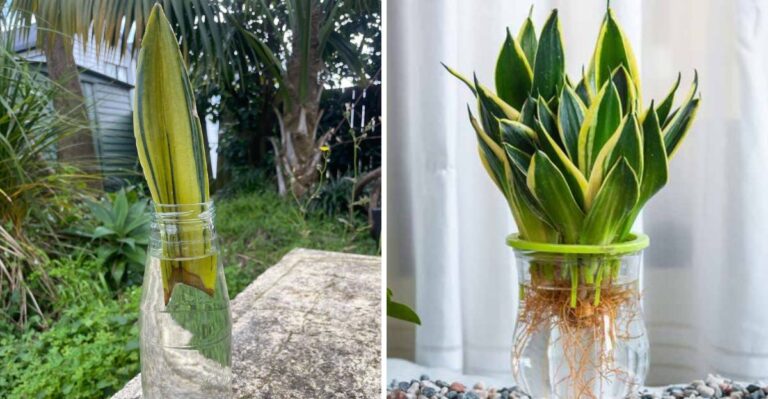 The Simple Way To Grow Snake Plants In Water In A New York Apartment