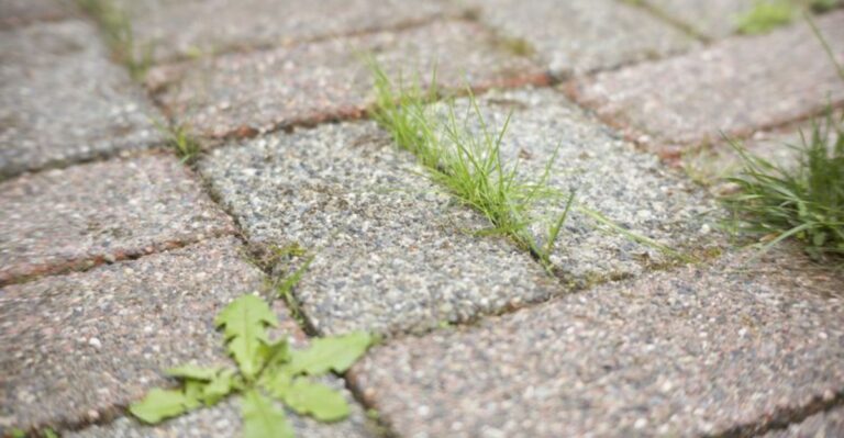 The Simple Trick To Stop Weeds Between Pavers