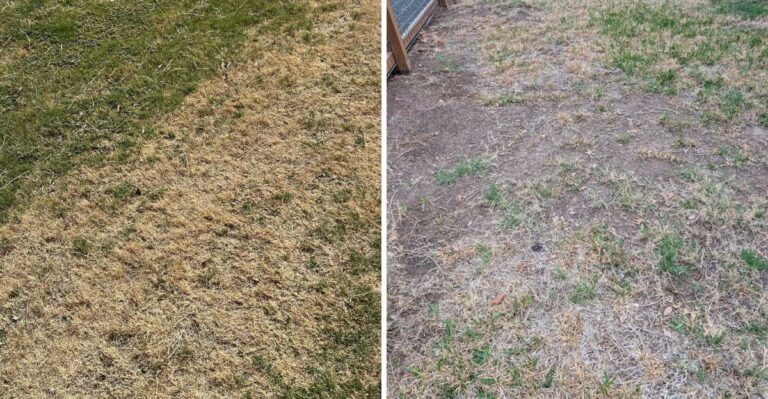 Why Some California Gardeners Are Letting Their Lawns Go Dormant On Purpose