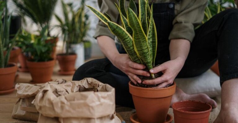The Houseplants Ohio Gardeners Can Multiply For Free This Winter
