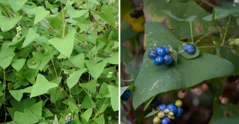 The Shiny Blue Berries Along New Jersey Fence Lines Belong To A Vine That Can Grow Up To Six Inches A Day