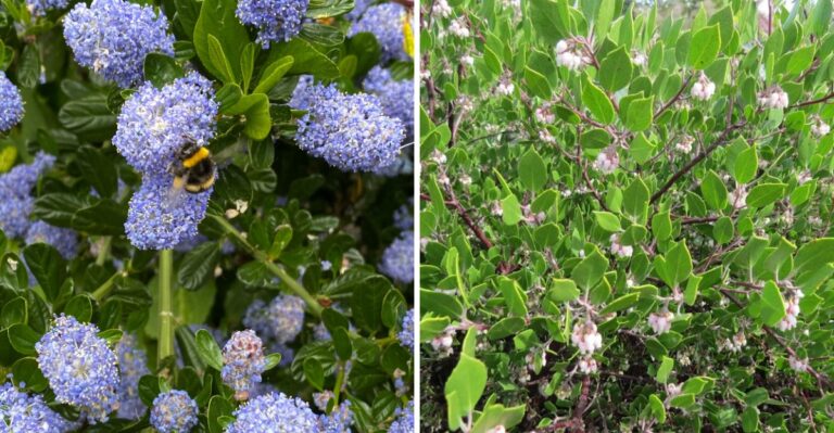 10 Oregon Native Plants That Handle a Dry El Niño Winter