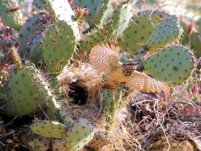 Arizona’s Cactus Wrens May Build or Repair Winter Nests As Nights Cool