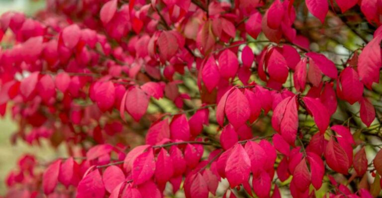 The Fiery Red Shrub Lining Indiana Driveways Is Ranked Highly Invasive