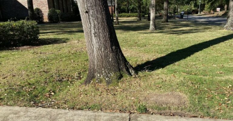 Is Your Florida Fruit Tree Leaning After Isaias? What Homeowners Should Do – And What They Should Never Do