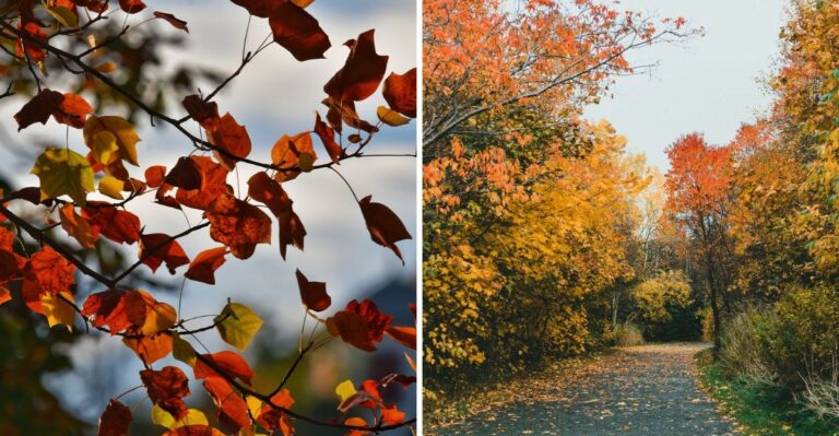 Why Virginia’s Fall Foliage Schedule Could Look Different This Year