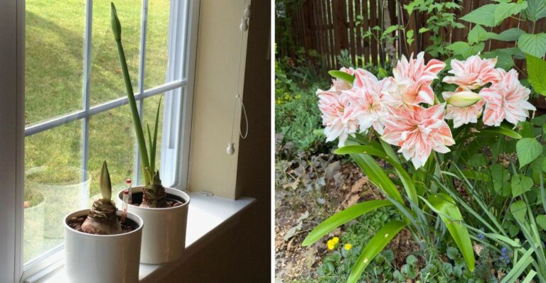 When To Plant Amaryllis Bulbs In Georgia For Christmas Blooms
