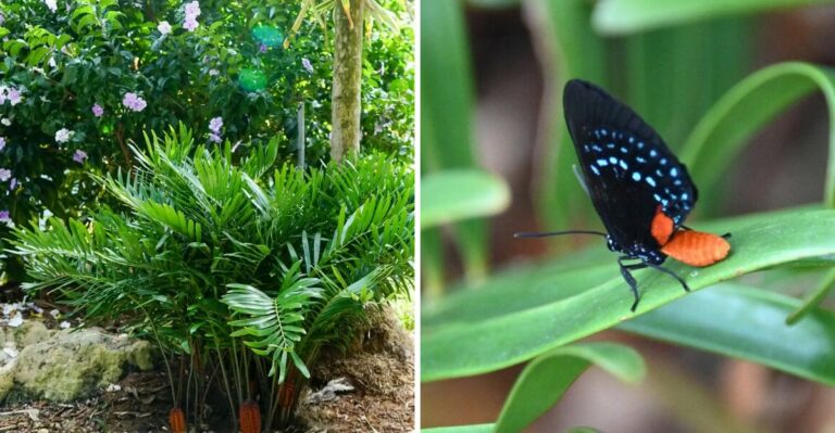 Where To Plant Florida Coontie For The Best Tropical Look Without The Upkeep