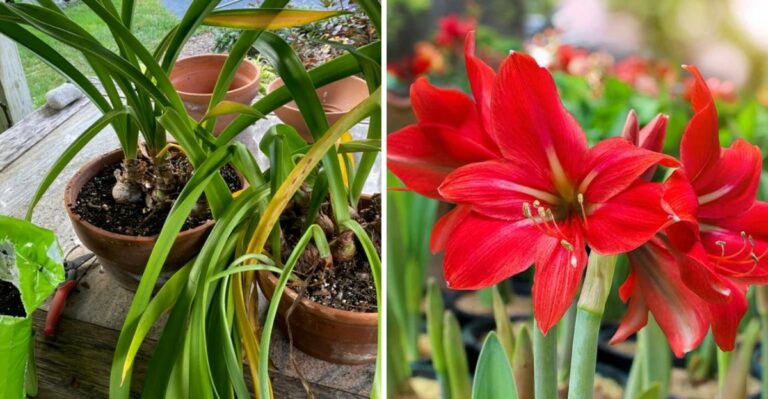 The Amaryllis Task Pennsylvania Gardeners Forget Every October