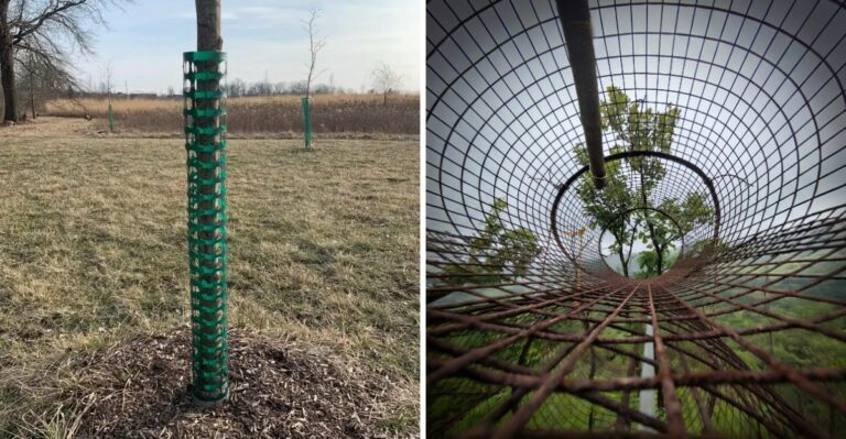How To Protect Young Pennsylvania Trees From Buck Rubs This Fall