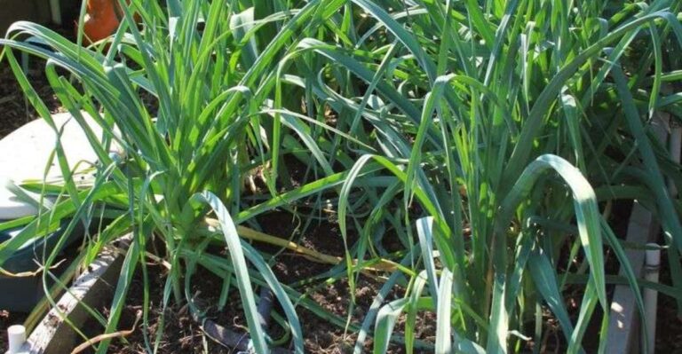 Why Leeks Are One Of The Easiest Crops To Grow Through A North Carolina Winter