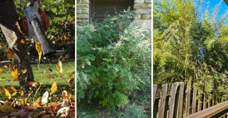 The Yard Features New York Suburbs Could Soon Ban