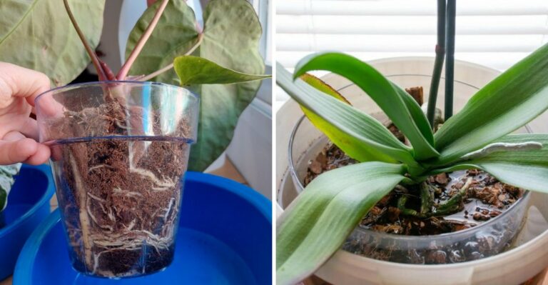 The Simple Lukewarm Water Soak Every Virginia Houseplant Owner Should Do This Week