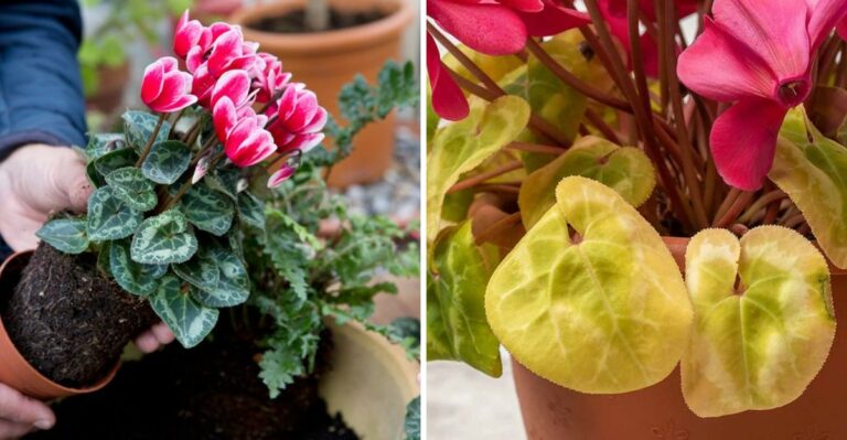 Why Your Georgia Cyclamen Keeps Wilting Even When The Soil Is Moist