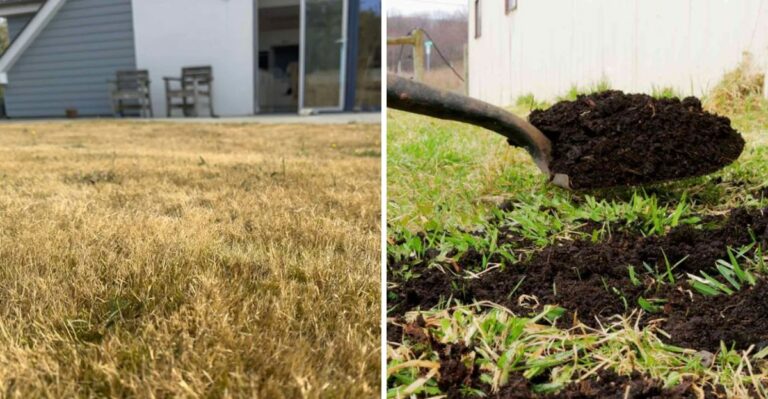 How New York Lawns Can Survive Fall Drought Without A Single Extra Watering