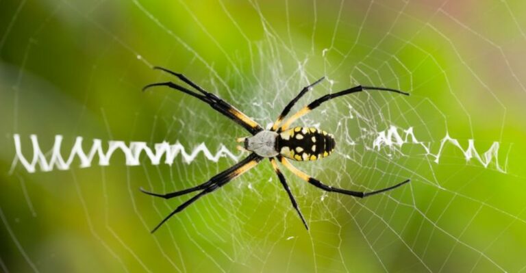The Meaning Behind A Garden Spider Spinning Webs In Your Ohio Yard