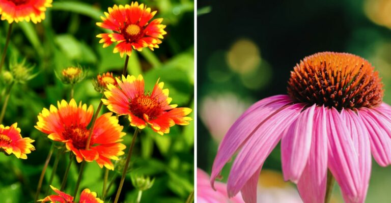 8 Drought-Tolerant Perennials That Don’t Look Like Desert Plants
