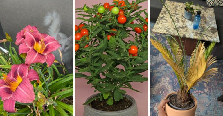 8 Unlucky Plants You Should Keep Out Of Your New York Home
