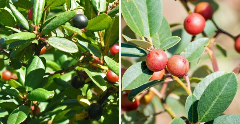 This Native California Shrub Is Replacing Roach-Friendly Foundation Plants Across The State
