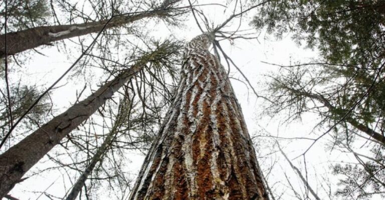 American Chestnut Is Coming Back To New York 122 Years After Blight Struck