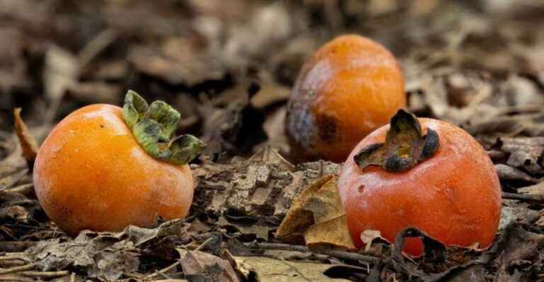 Small Orange Fruit Is Dropping Under Maryland Trees And Eating It Too Early Ruins The Taste
