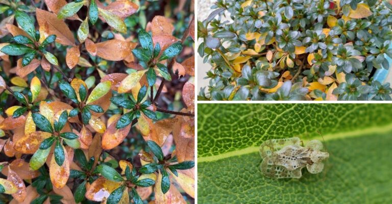 Why Your Azalea Leaves Are Turning Yellow In Fall