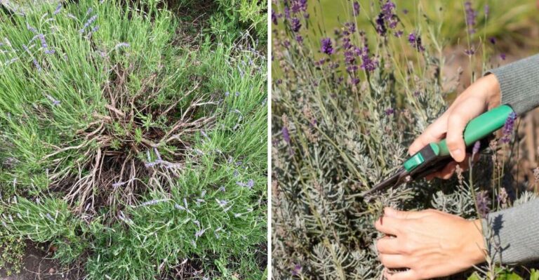 Your Virginia Lavender Is Going Woody. These Steps Can Slow It Down