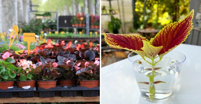 Why New York Gardeners Are Rooting Coleus And Begonia Cuttings Instead Of Buying New