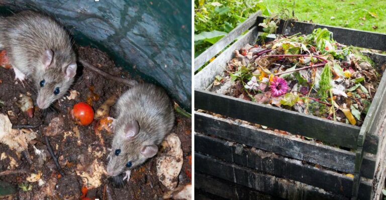 The Compost Mistake That Attracts Rats To Pennsylvania Yards