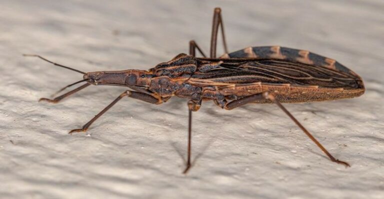 Kissing Bugs Head Toward Arizona Porch Lights As Nights Cool, So Seal These Gaps Now