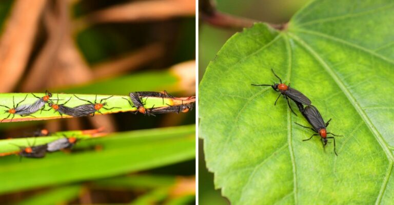Why Lovebugs Are Covering Southeast Texas Again This Fall