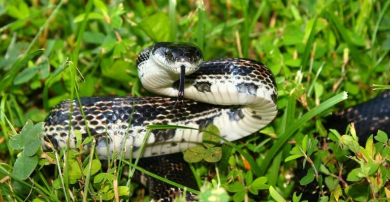 What Actually Makes A Georgia Yard Less Inviting To Snakes This Fall