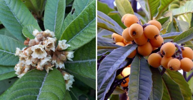Why Loquat Trees Bloom In Fall In Coastal North Carolina And What It Means For Spring Fruit