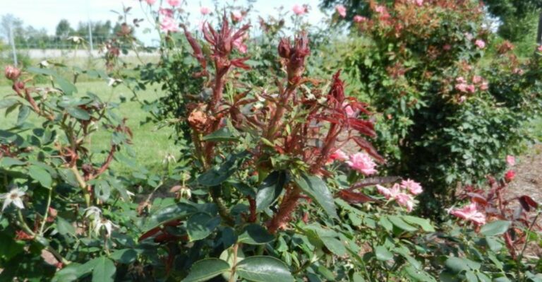 Georgia Knock Out Roses With Witches’ Brooms Need More Than Just Pruning