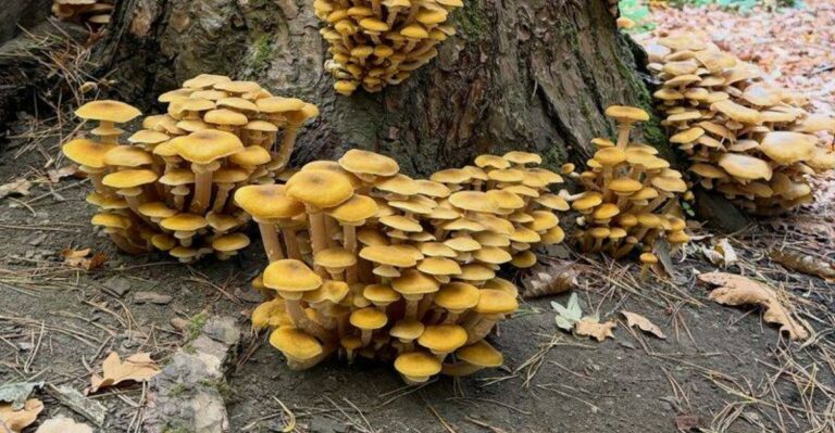 Honey-Colored Mushrooms Near Georgia Trees May Reveal A Hidden Problem