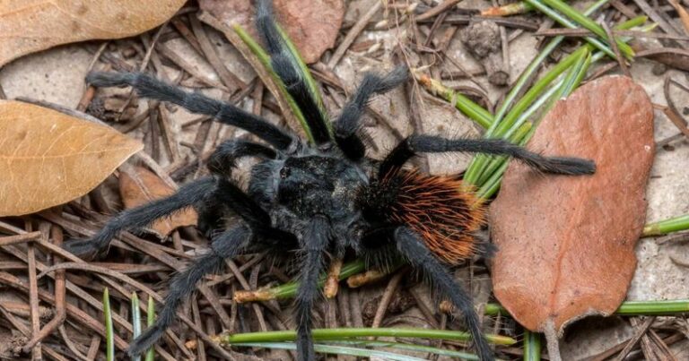 What It Means When You Find a Suspected Tarantula Burrow in Your Arizona Yard This Fall