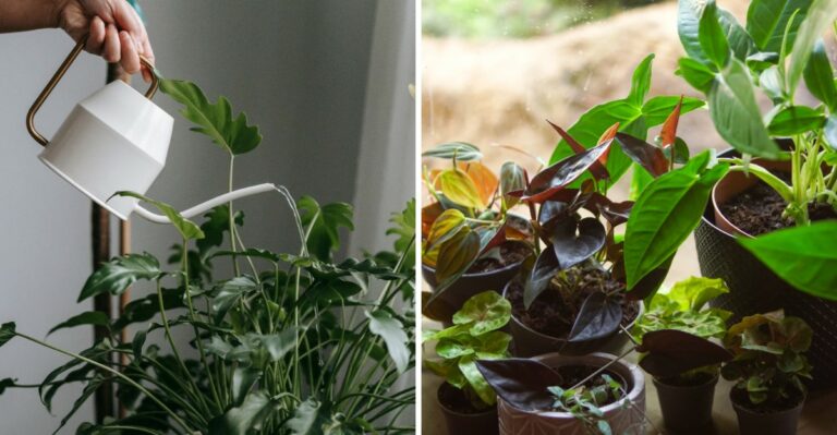 When Should You Bring Your Houseplants Back Inside In New Jersey? Here’s The Temperature That Matters