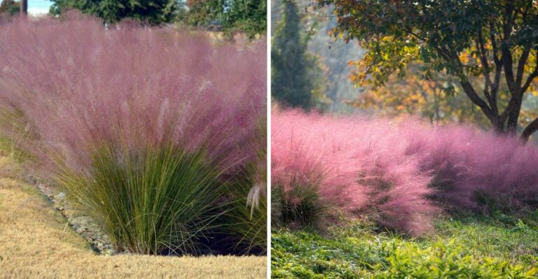 This Native Florida Grass Is Replacing Pampas Grass In Front Yards