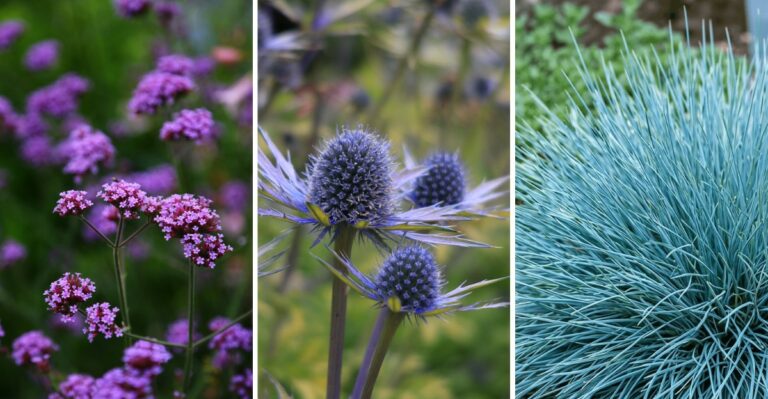 10 Drought-Tolerant Plants For Gravel Gardens That Look Great Through Summer Heat