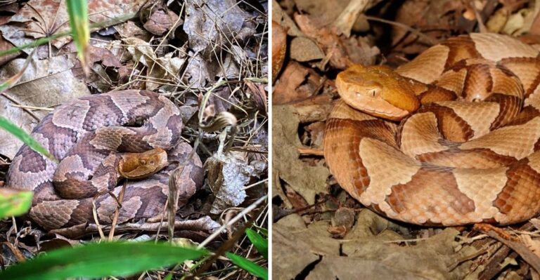 What To Do If A Copperhead Shows Up In Your Pennsylvania Yard This Fall (And What Not To)