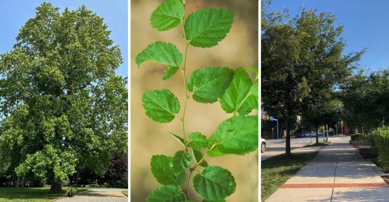 The Virginia Trees You Can’t Cut Down Without A Permit