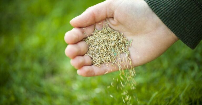 When To Overseed Your Virginia Fescue Lawn In Fall For The Best Spring Results