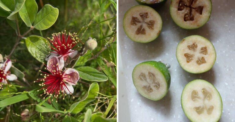 How To Tell When Pineapple Guava Is Ripe In Coastal Georgia Yards