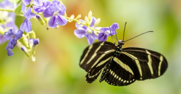 The Meaning Behind Seeing A Zebra Longwing Butterfly In Your Florida Yard