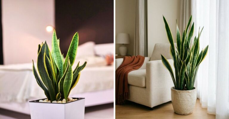 This Easygoing Houseplant Brings 10 Big Perks To Your New York Home